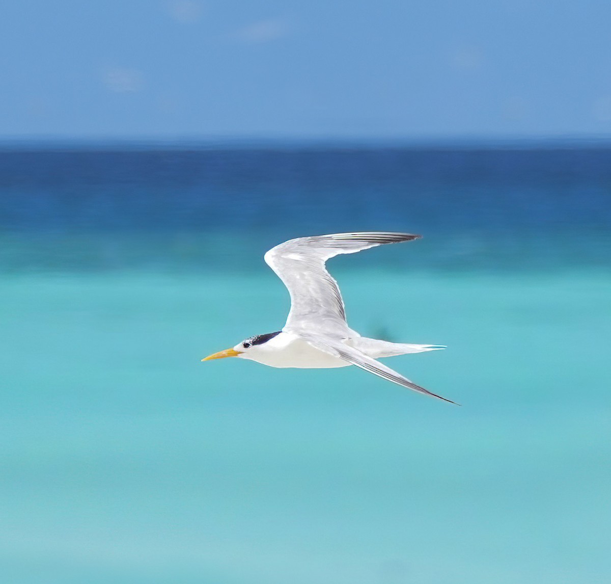 Bengalako txenada - ML647273666