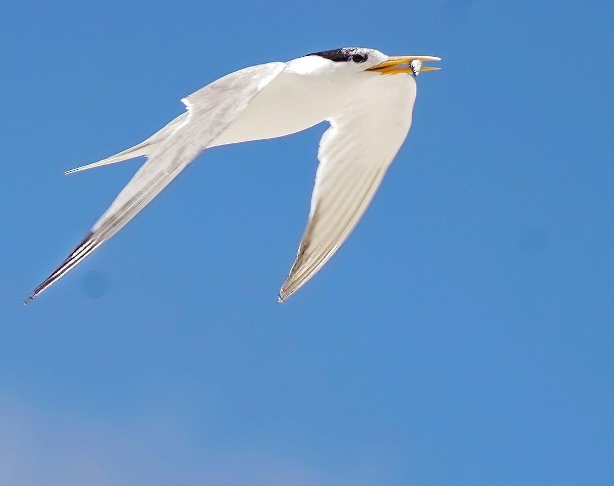 Bengalako txenada - ML647273667