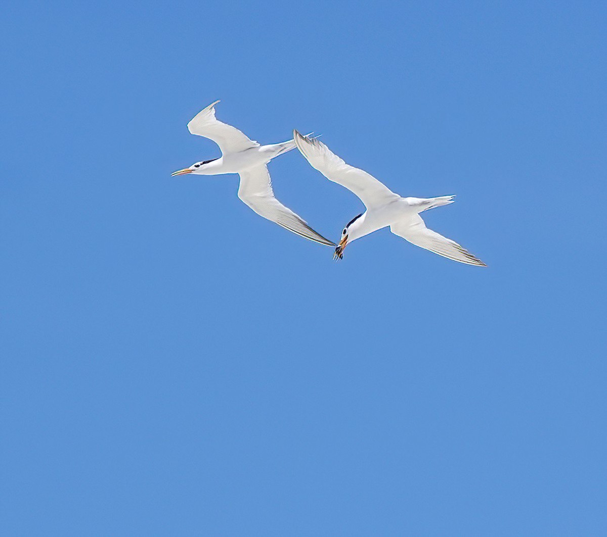 Bengalako txenada - ML647273668