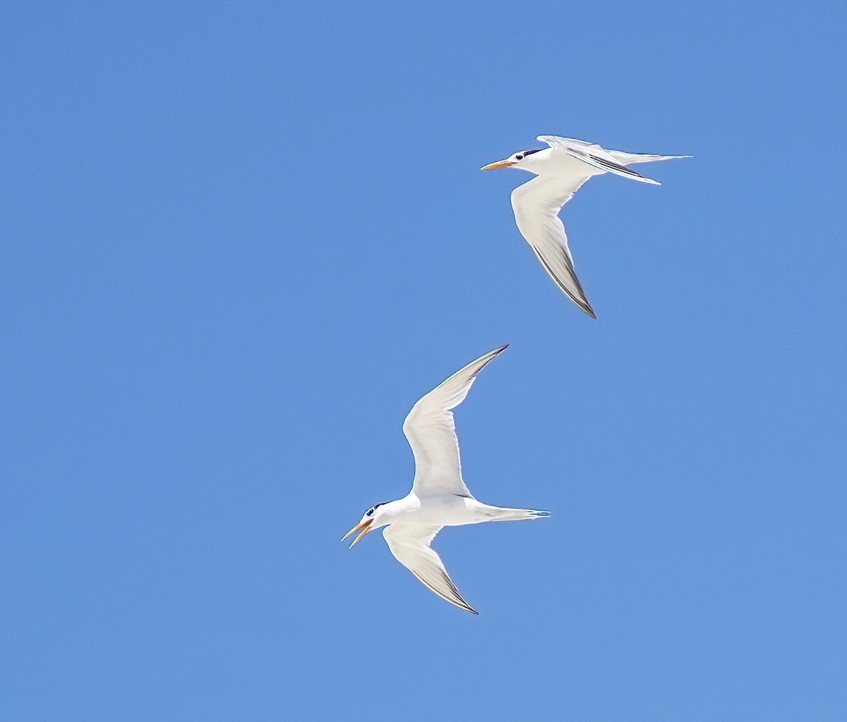 Bengalako txenada - ML647273669