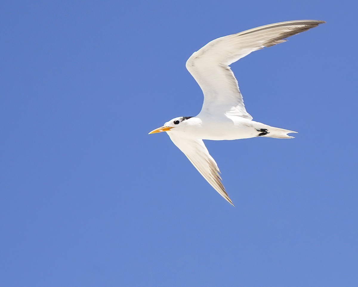 Bengalako txenada - ML647273670