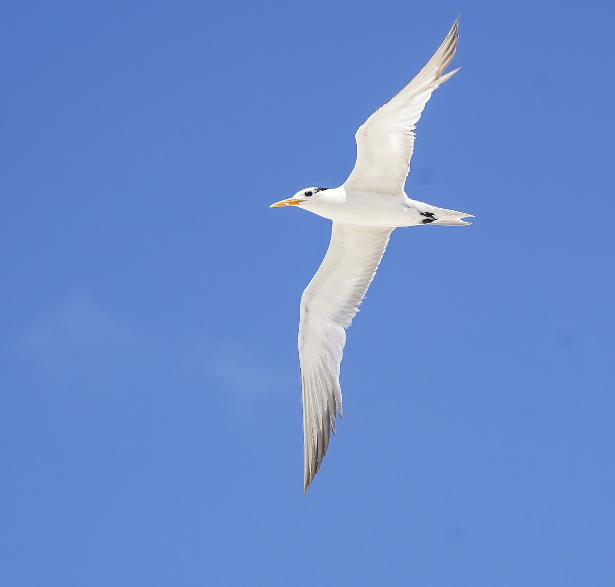 Bengalako txenada - ML647273671