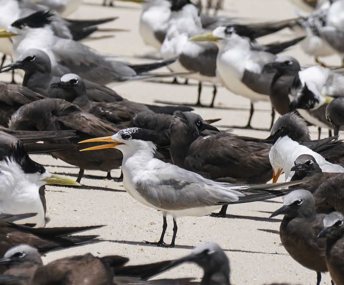 Bengalako txenada - ML647273672