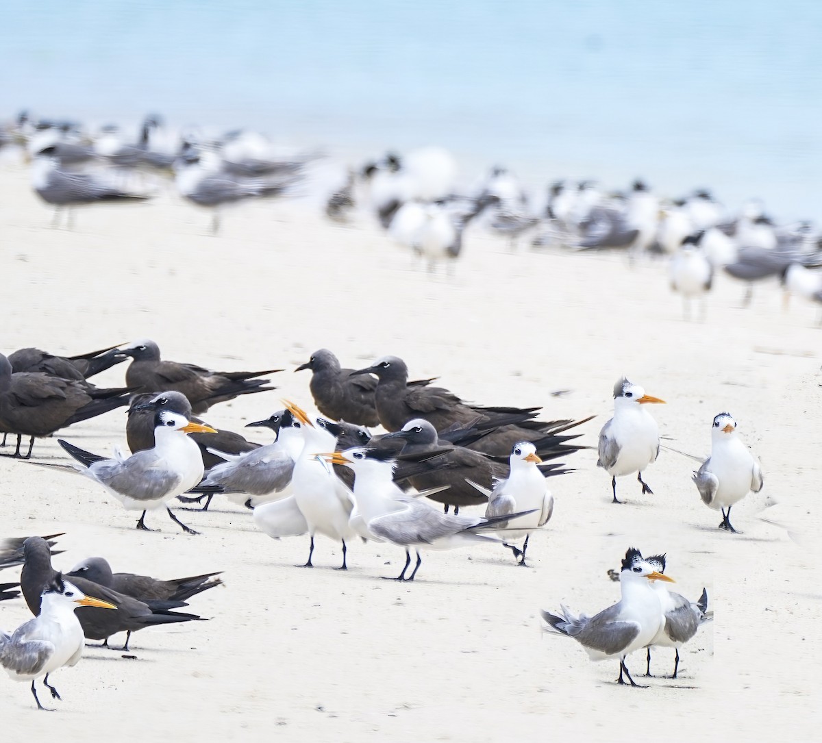 Bengalako txenada - ML647273673