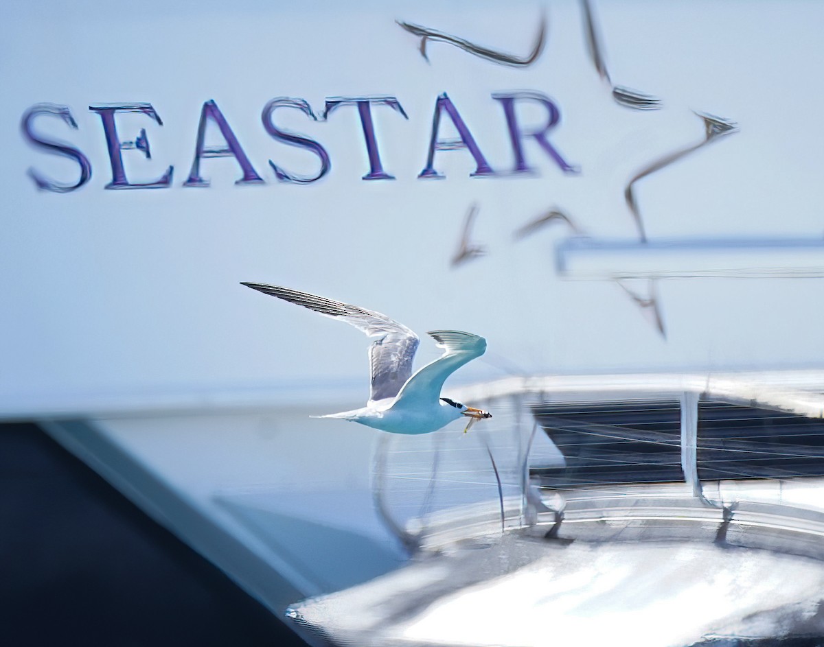 Bengalako txenada - ML647273674