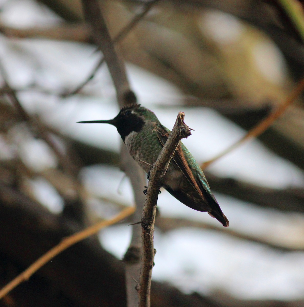 Anna's Hummingbird - ML647273675