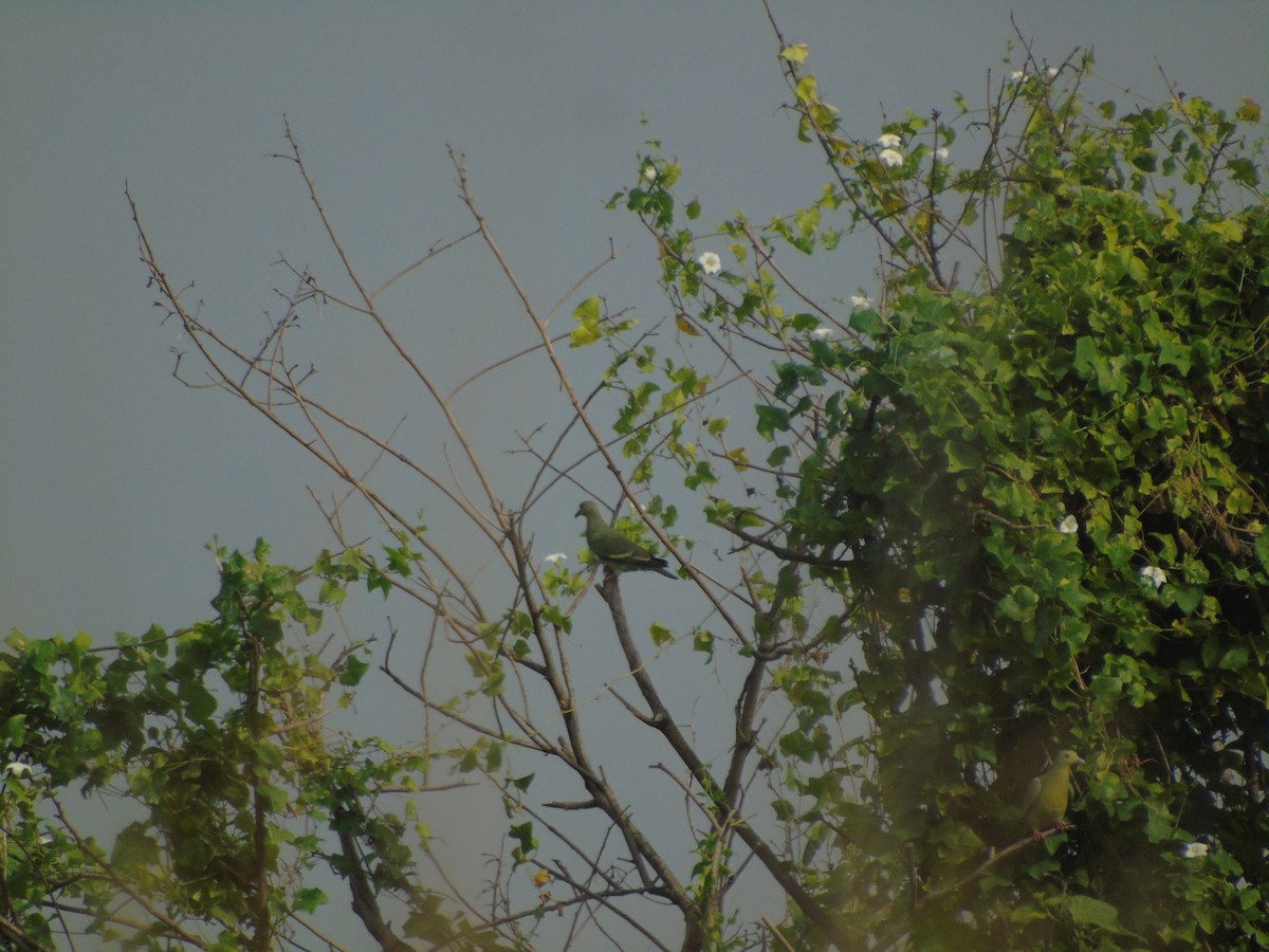 Pink-necked Green-Pigeon - ML647273676