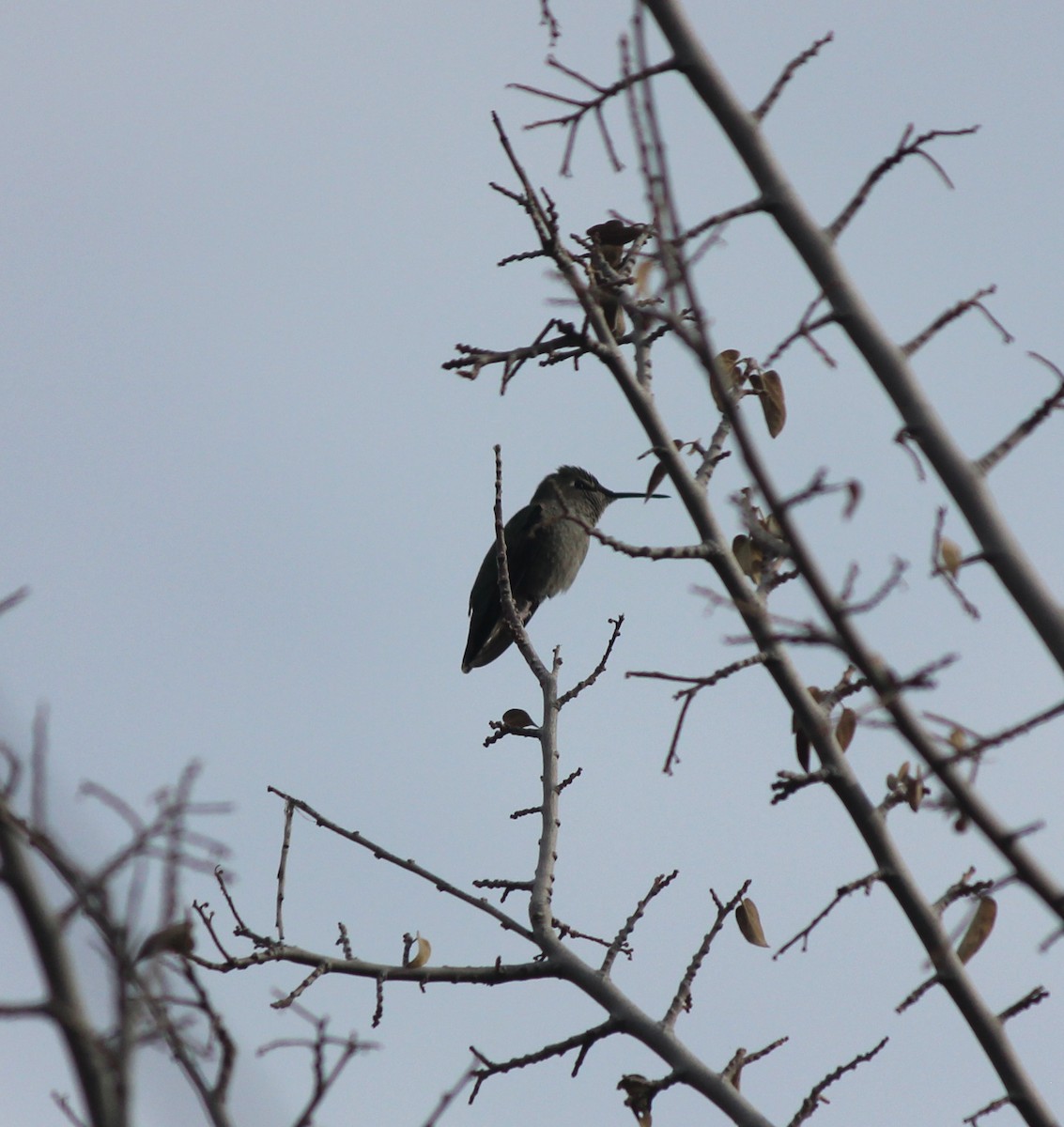 Anna's Hummingbird - ML647273677