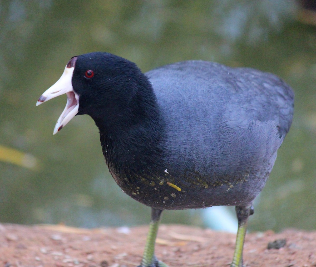 Focha Americana - ML647273683