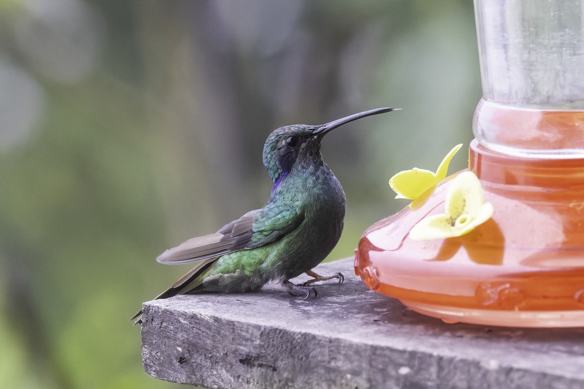 Lesser Violetear - ML647273689