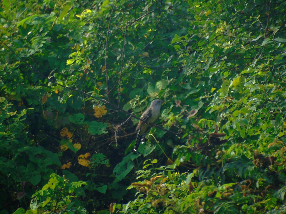 Plaintive Cuckoo - ML647273692