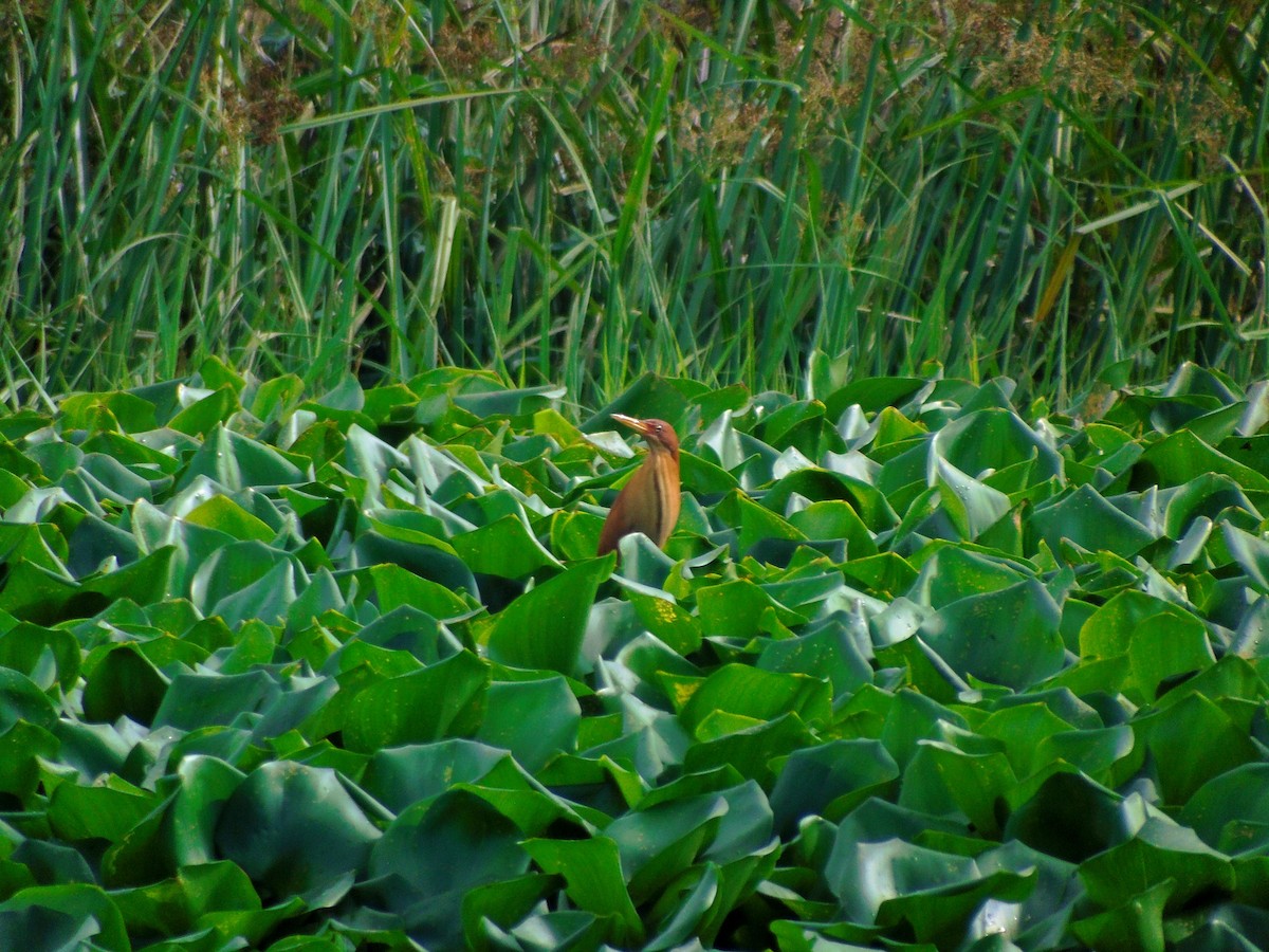 Cinnamon Bittern - ML647273699