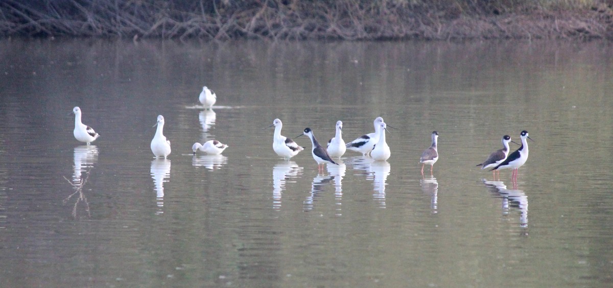 Black-necked Stilt - ML647273701