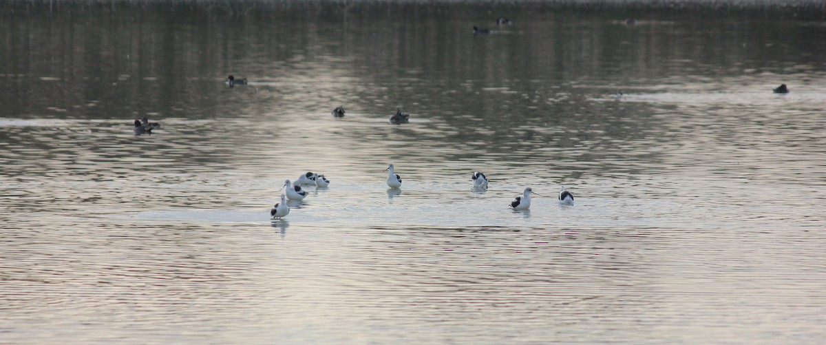 American Avocet - ML647273711