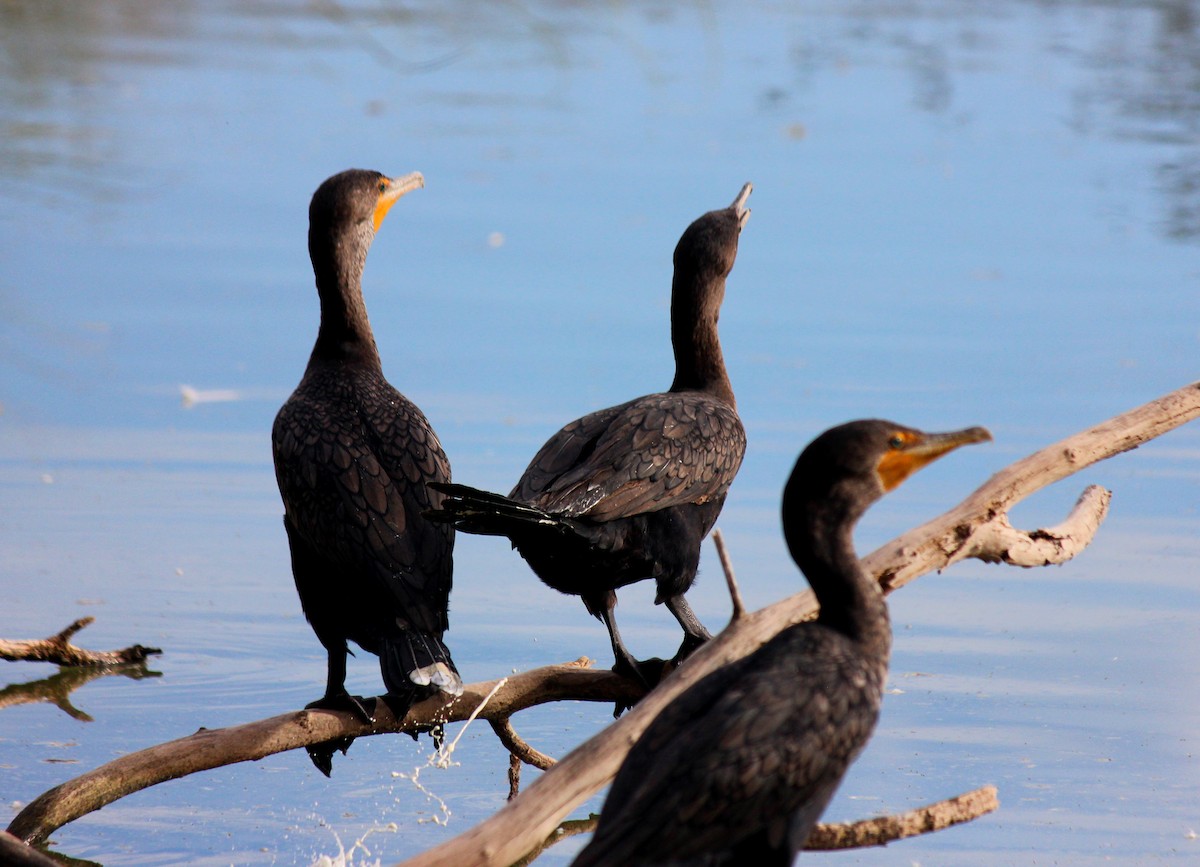 Double-crested Cormorant - ML647273719