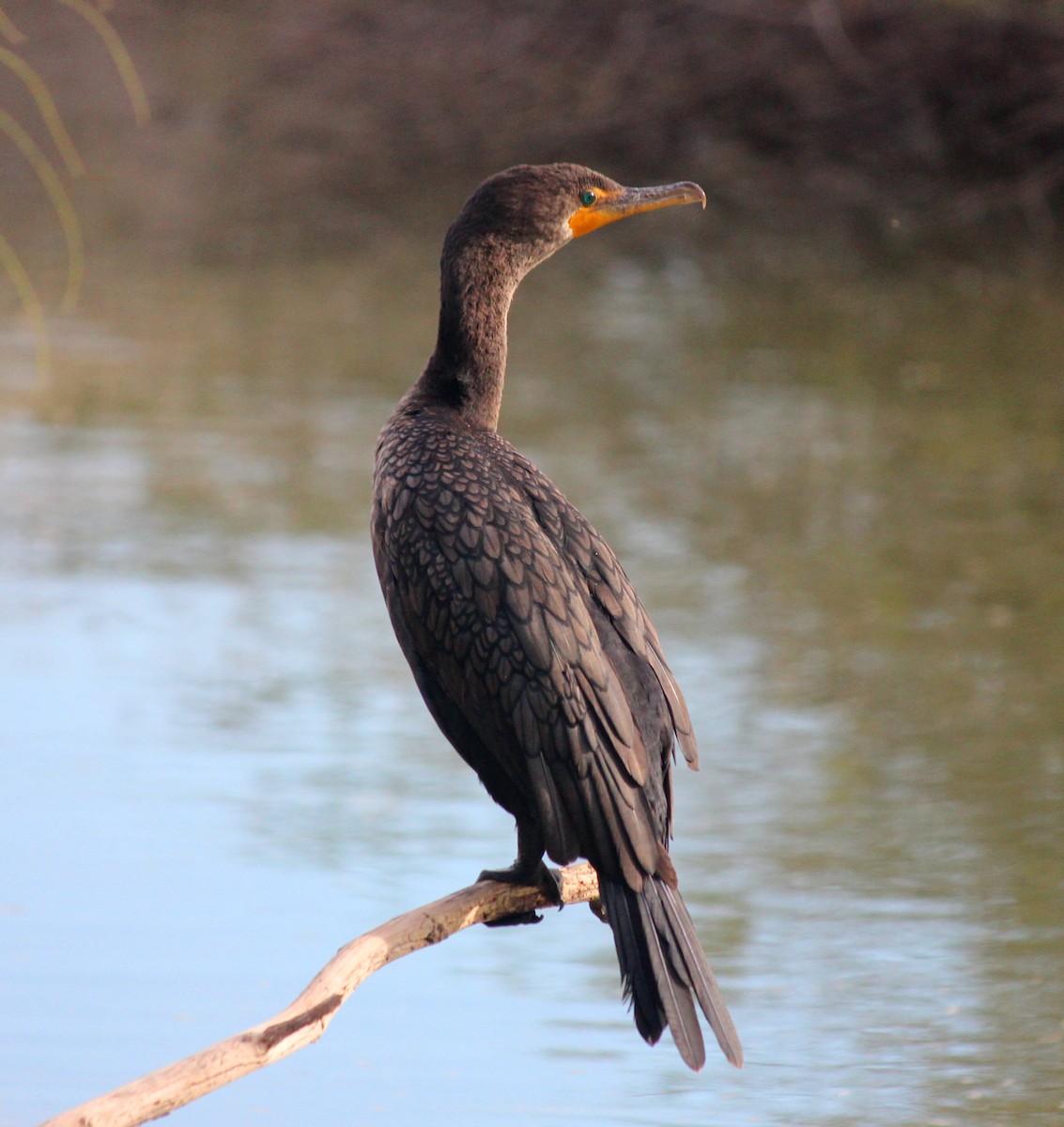 Double-crested Cormorant - ML647273724