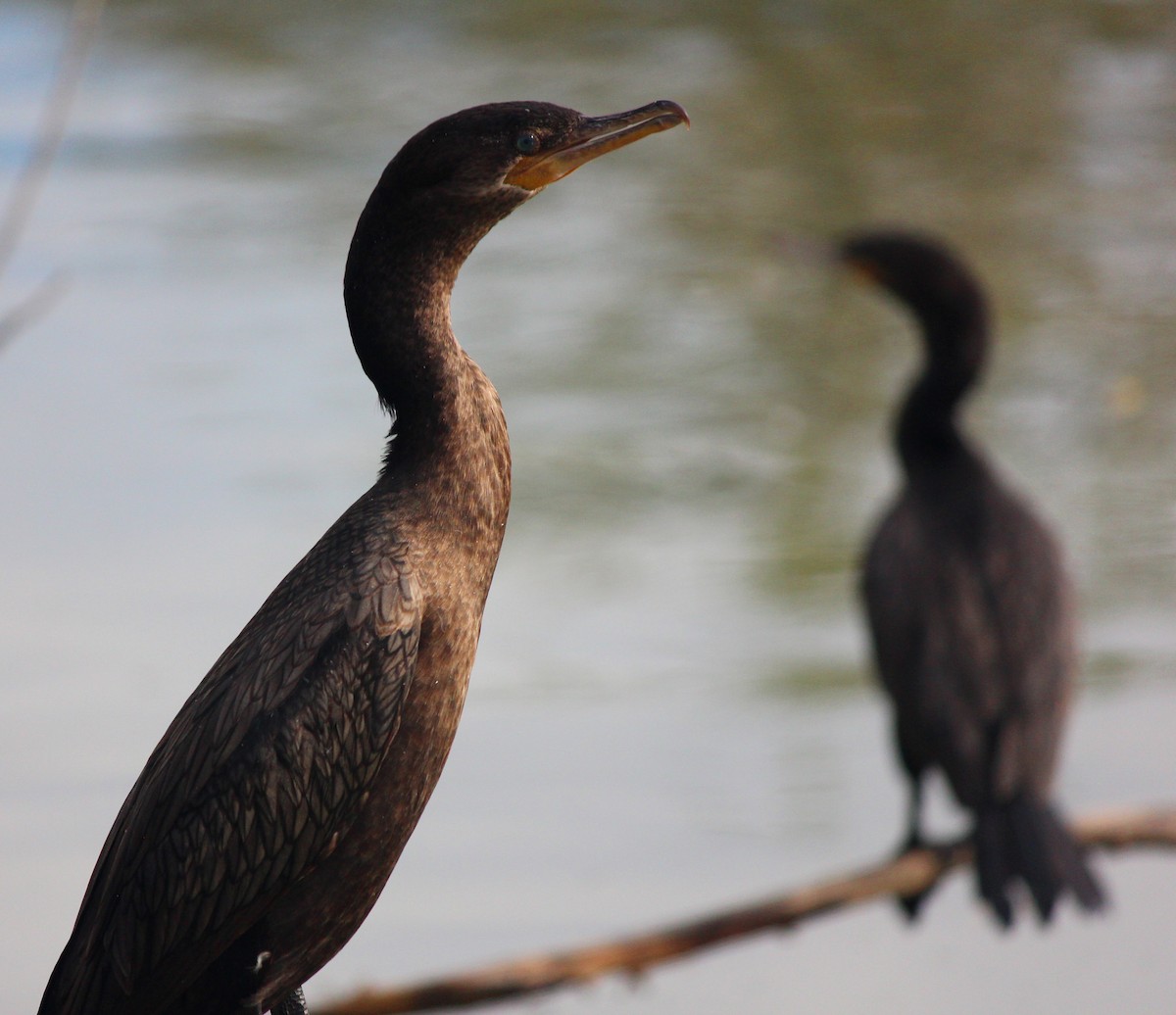 Neotropic Cormorant - ML647273727