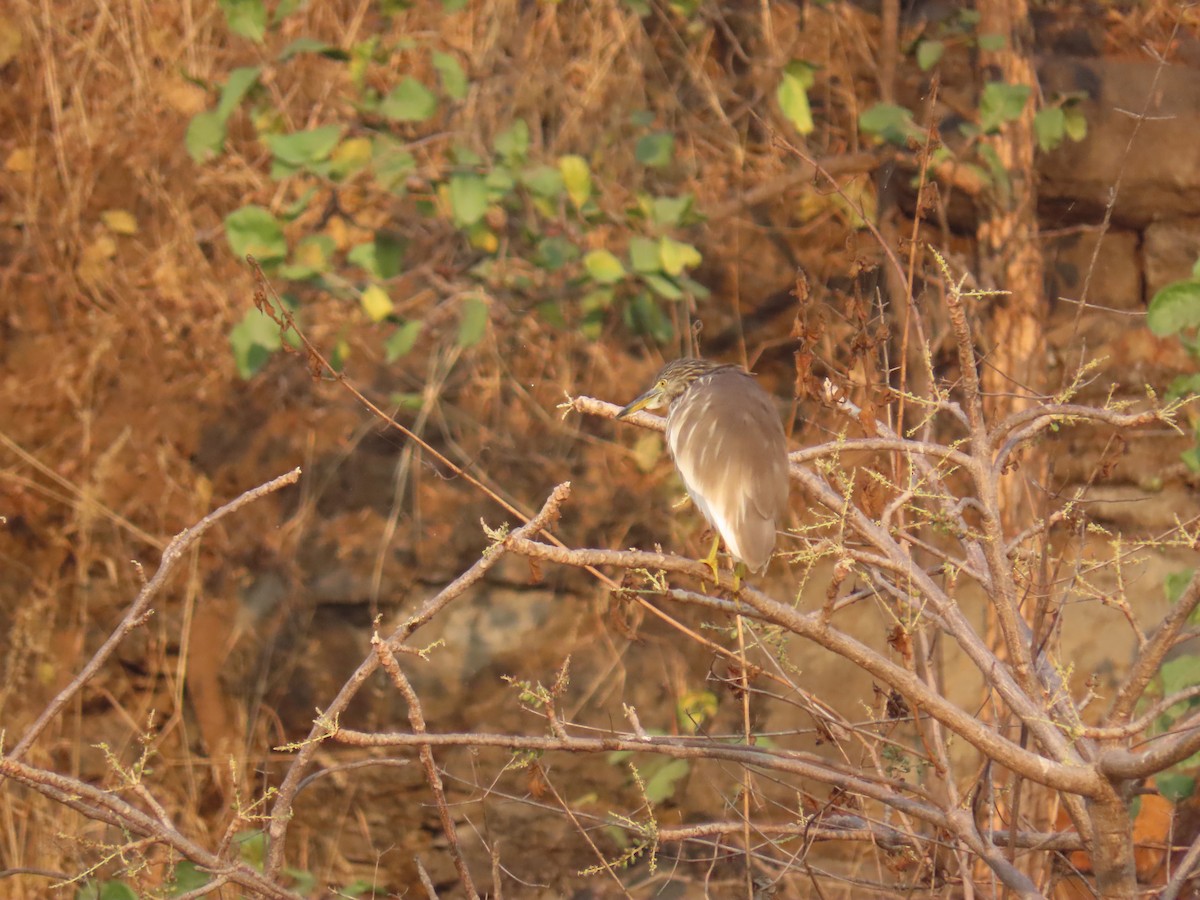 Garcilla India - ML647273729