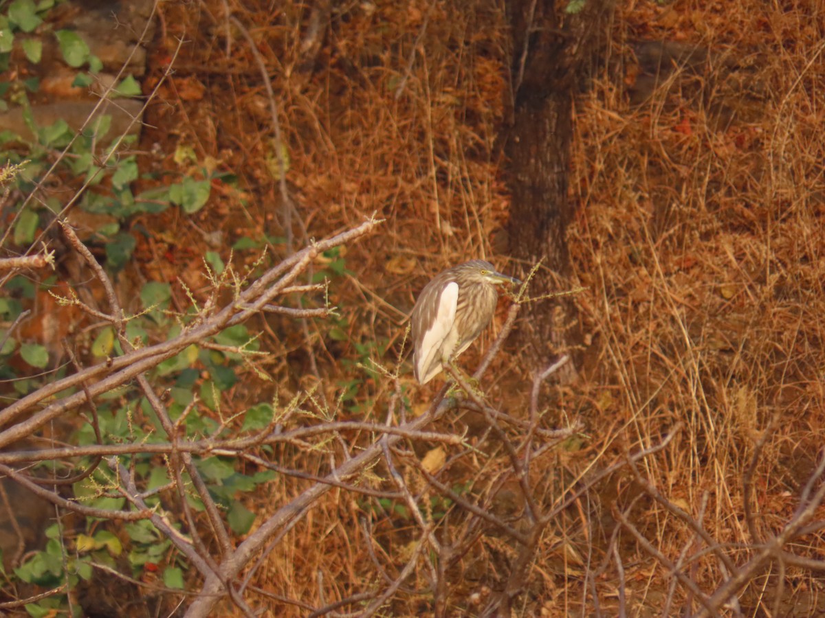 Garcilla India - ML647273730