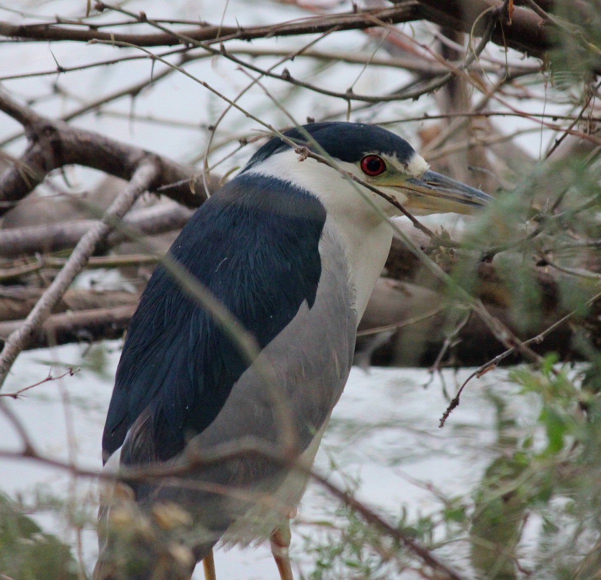 Black-crowned Night Heron - ML647273732