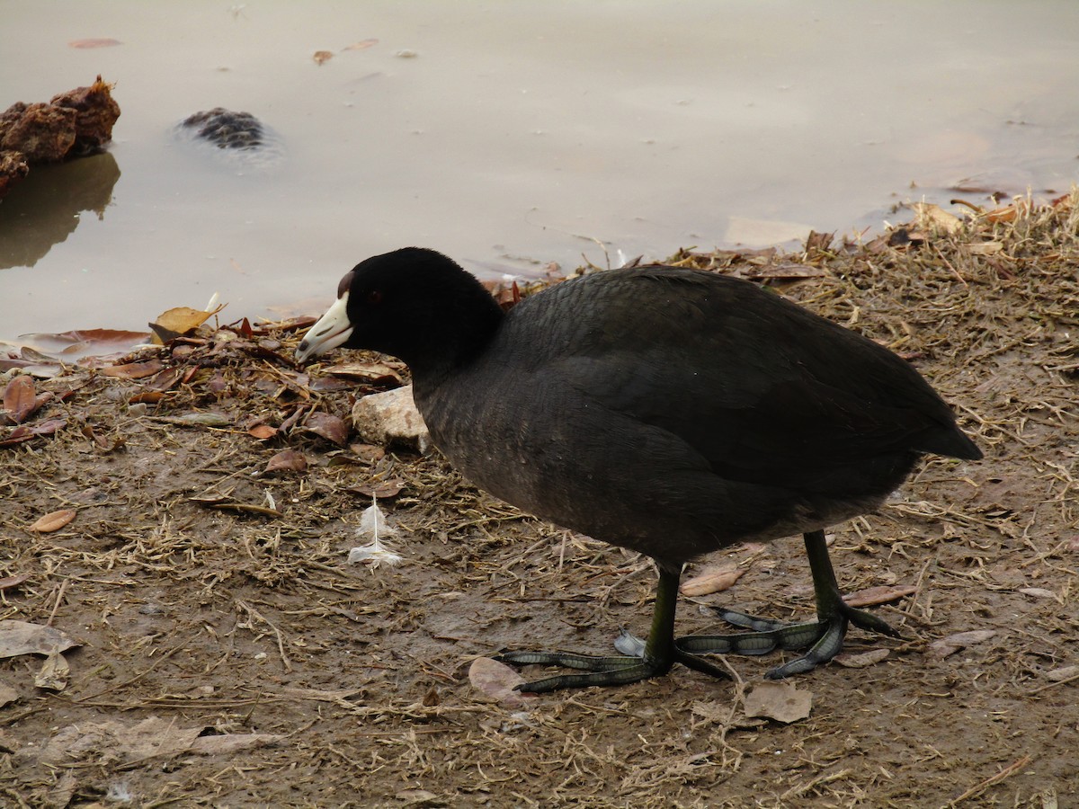 Focha Americana - ML647273735