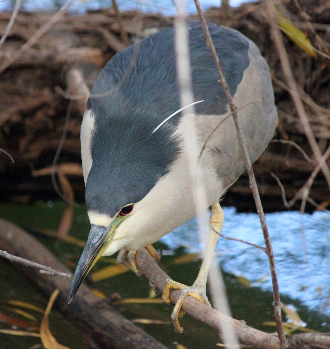 Black-crowned Night Heron - ML647273736