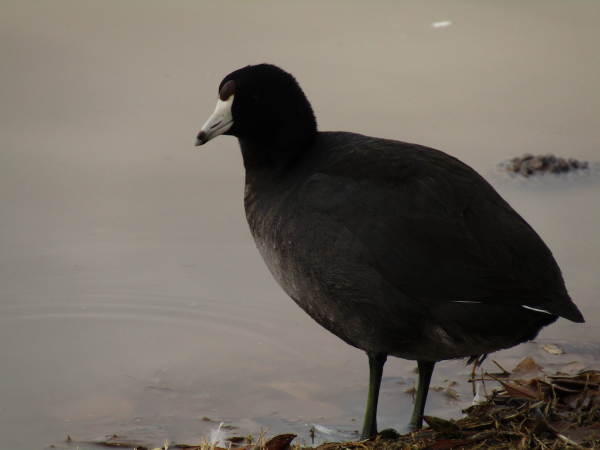 Focha Americana - ML647273741