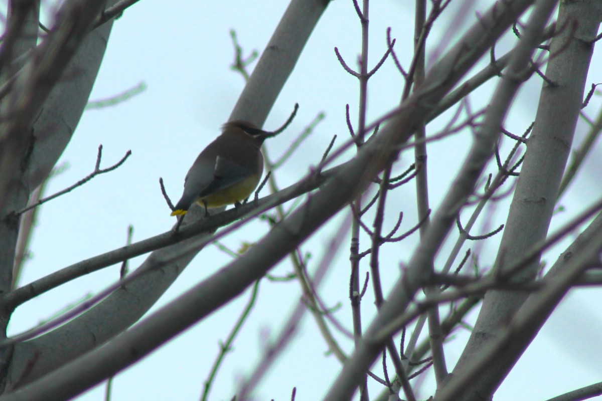 Cedar Waxwing - ML647273743