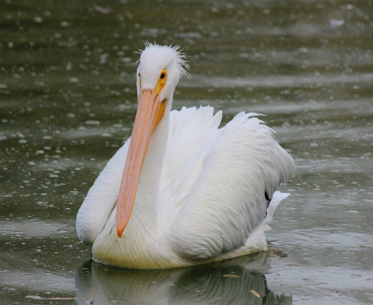 American White Pelican - ML647273747