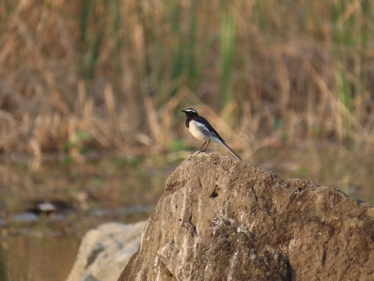 White-browed Wagtail - ML647273758