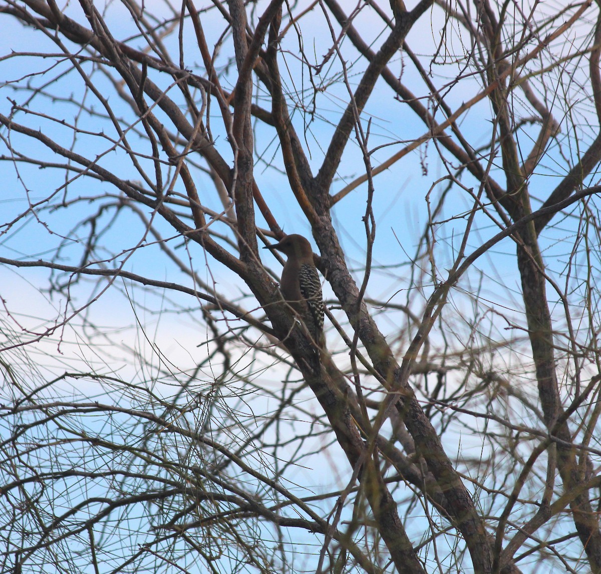 Gila Woodpecker - ML647273759