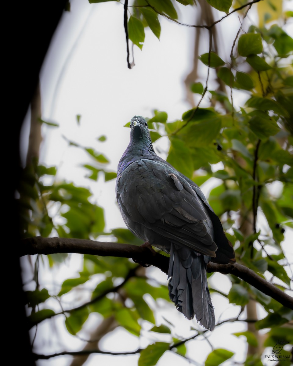 Black Wood-Pigeon - ML647273763