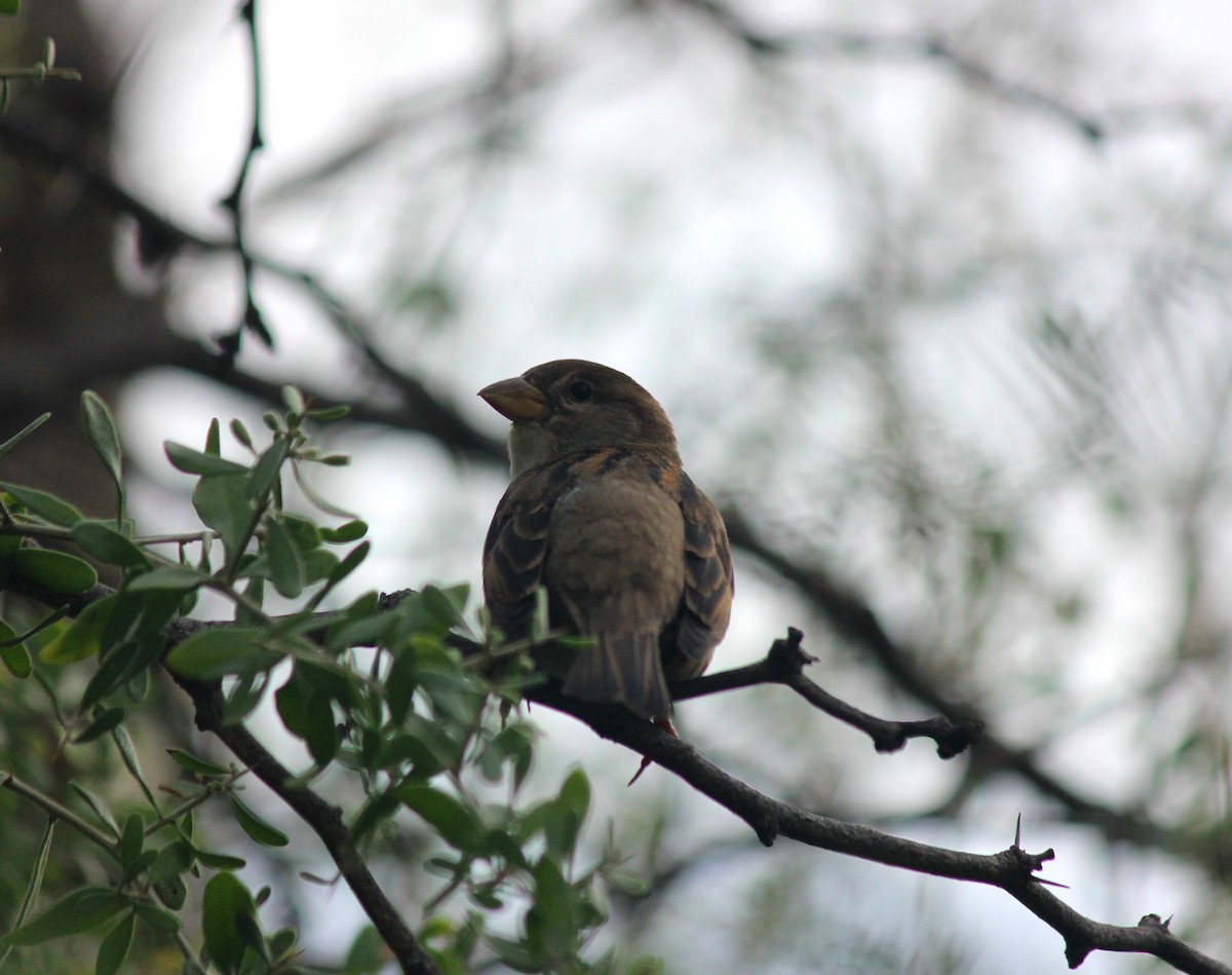House Sparrow - ML647273767