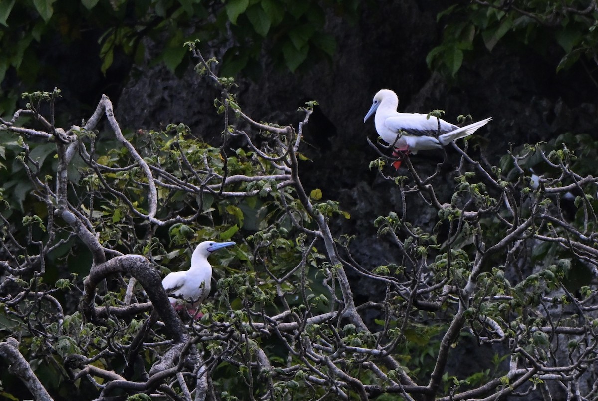 Rotfußtölpel - ML647273768