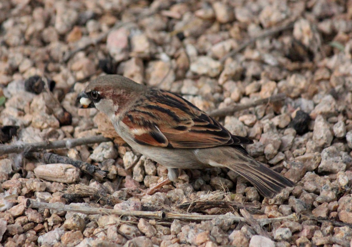House Sparrow - ML647273769