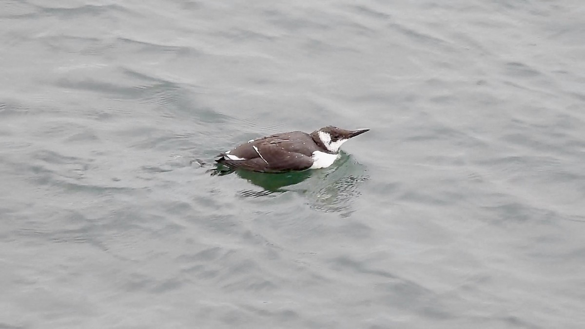 Common Murre - ML647273770