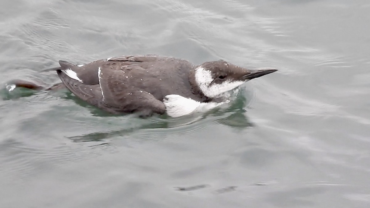 Common Murre - ML647273771