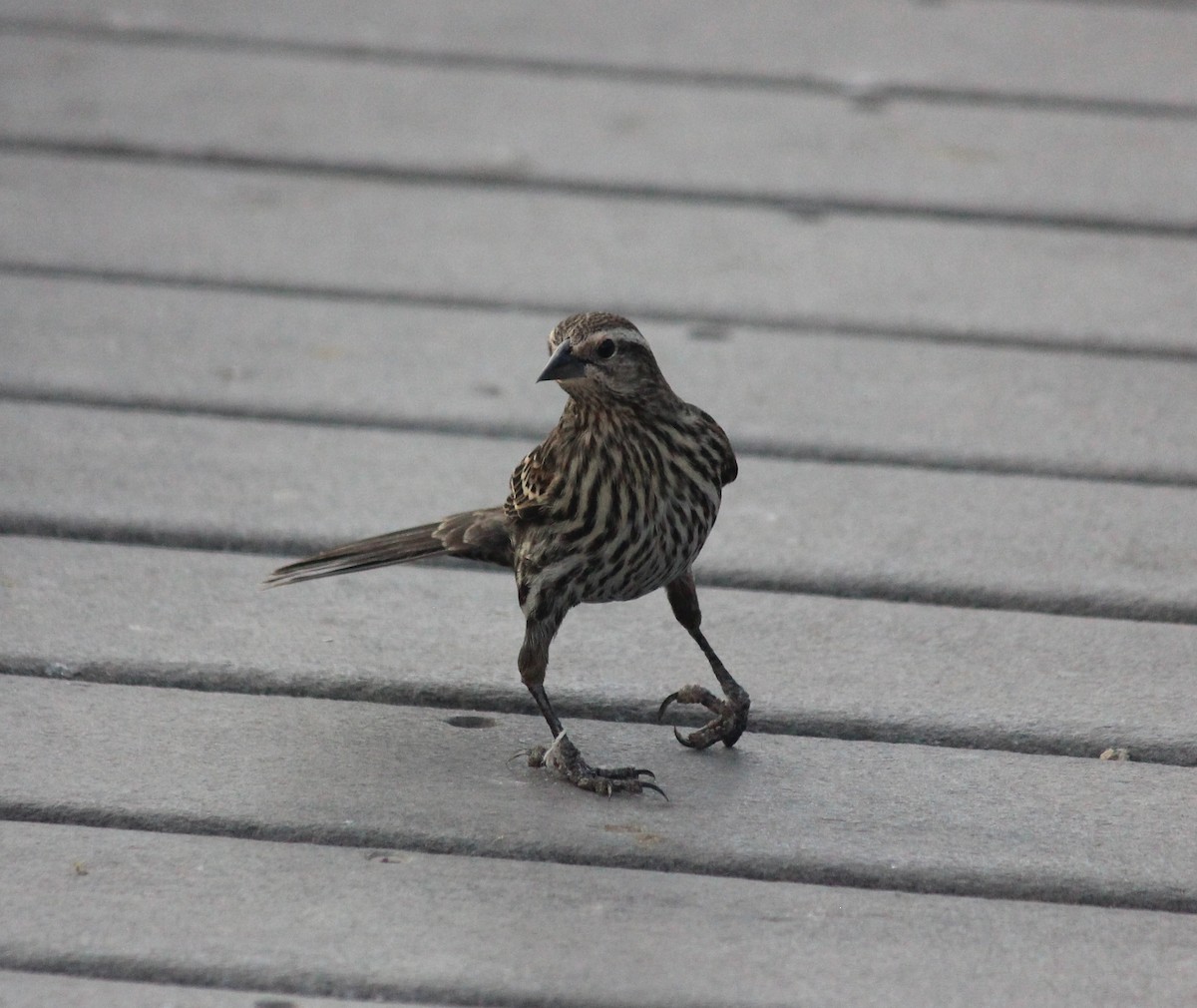 Red-winged Blackbird - ML647273772