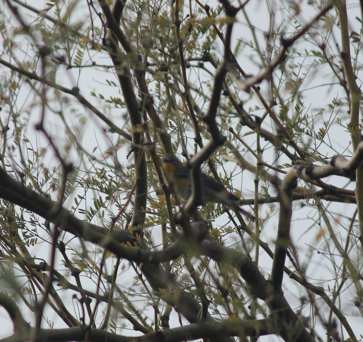 Yellow-rumped Warbler - ML647273773