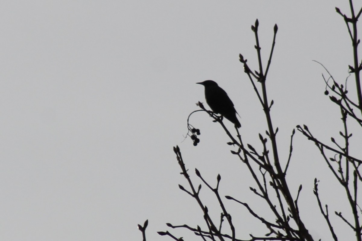 European Starling - ML647273780