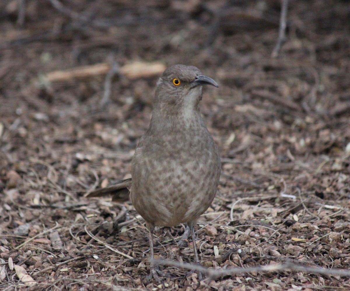 Curve-billed Thrasher - ML647273790
