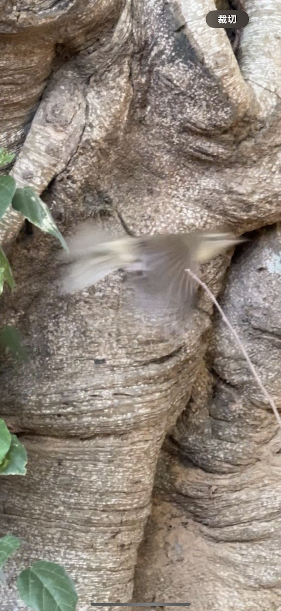 Manchurian Bush Warbler - ML647273792