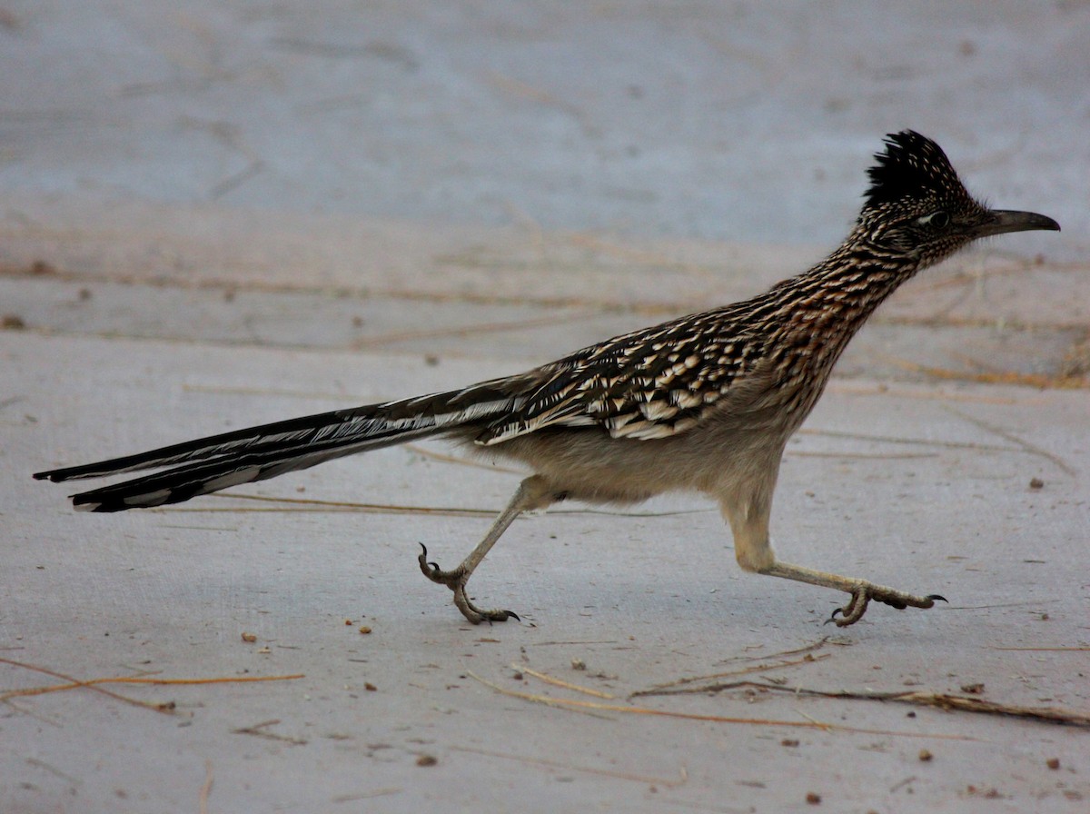 Greater Roadrunner - ML647273798