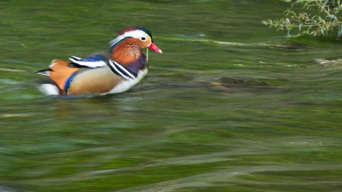 Мандаринка - ML647273822