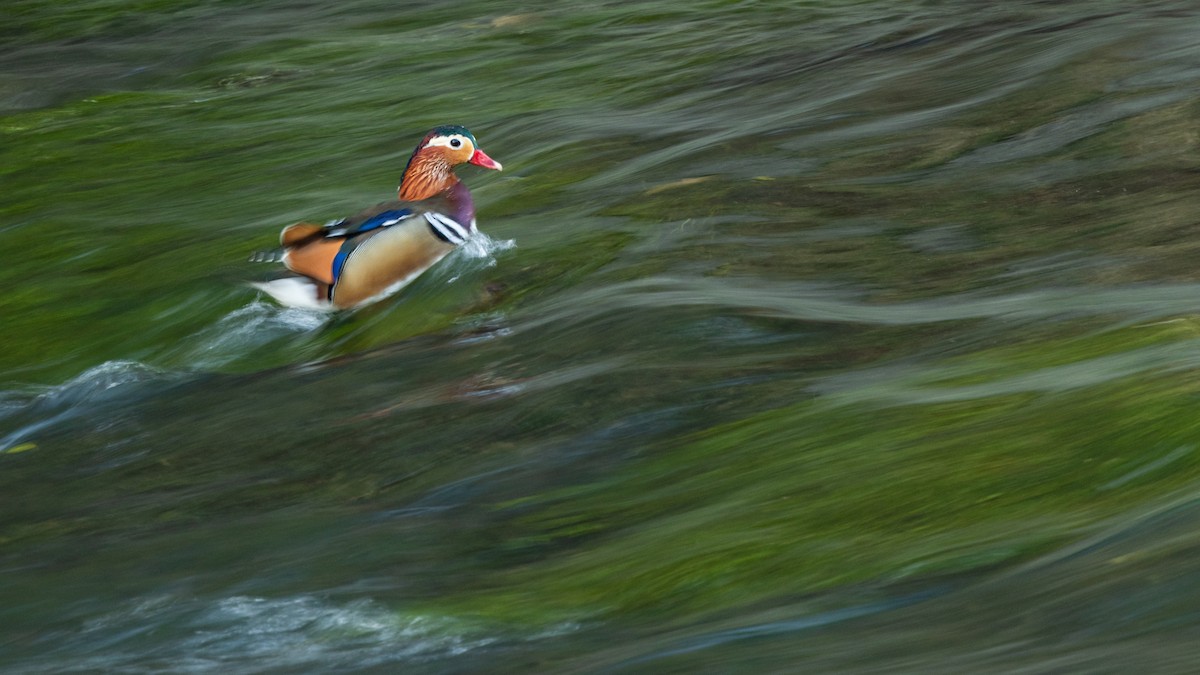 Мандаринка - ML647273823