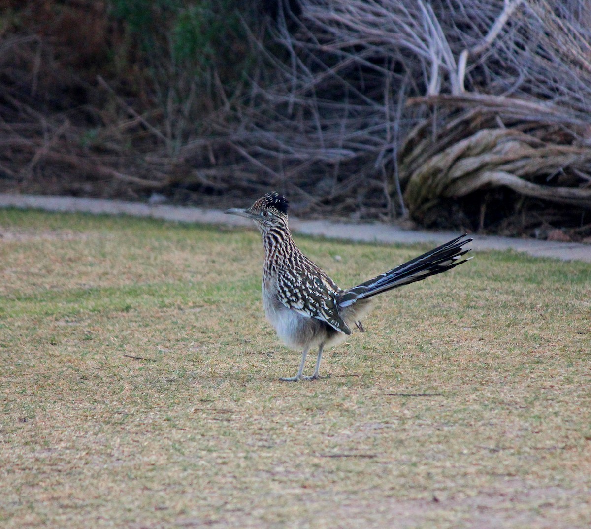 Greater Roadrunner - ML647273826