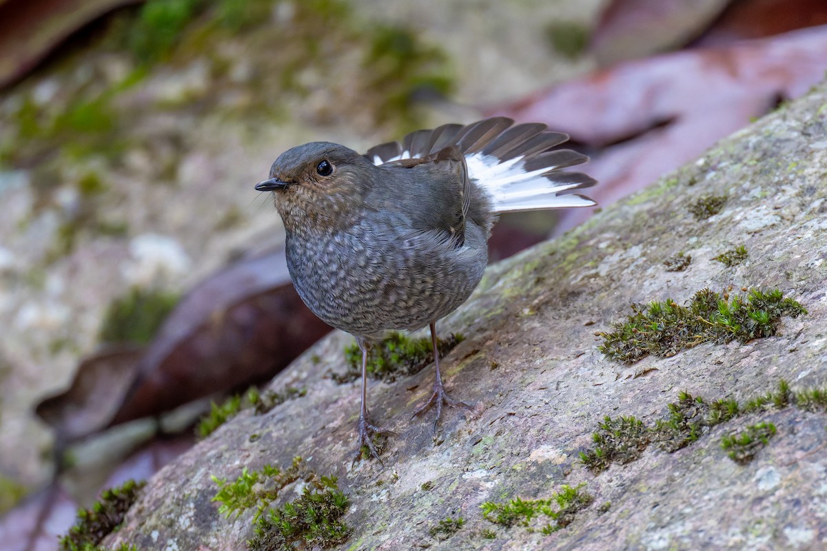 Plumbeous Redstart - ML647273828