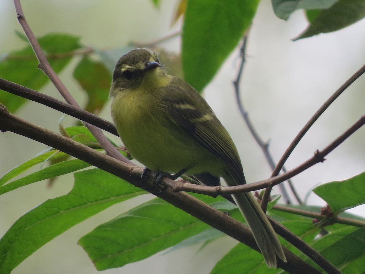 Sarı Tiranulet - ML647273831