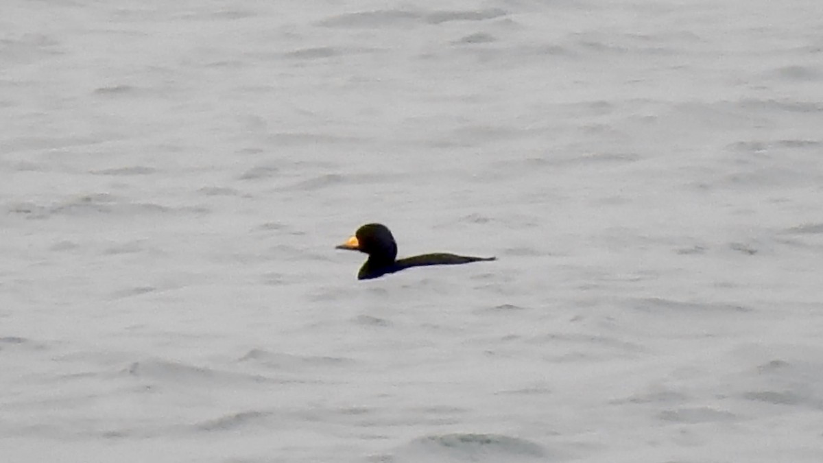 Black Scoter - ML647273834