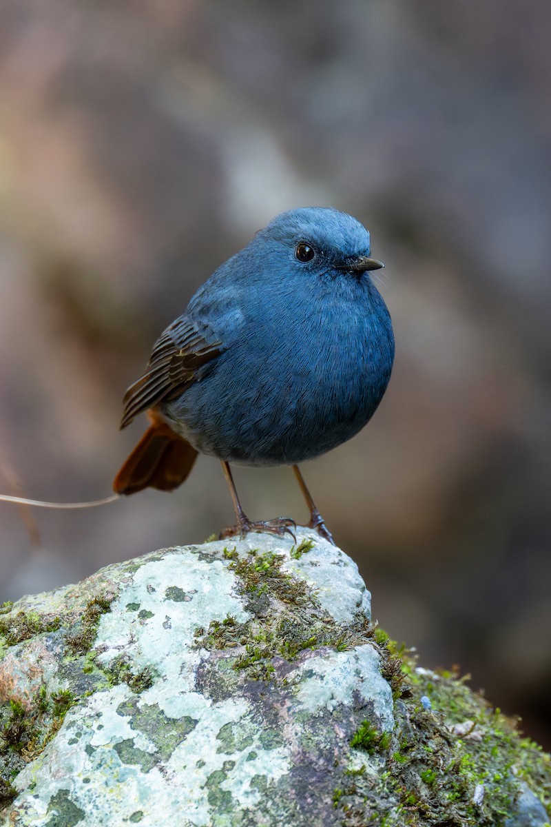 Plumbeous Redstart - ML647273835